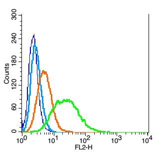 Anti-Cathepsin B Polyclonal Antibody