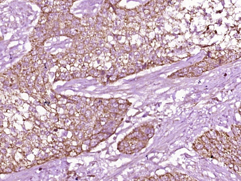 Anti-C3AR Polyclonal Antibody