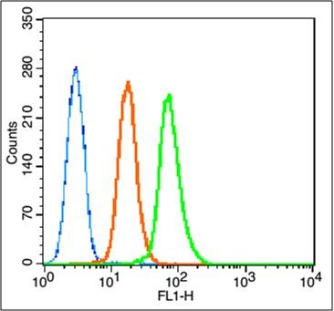 Anti-Caspase-9 Polyclonal Antibody 2