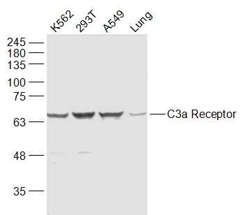 Anti-C3AR Polyclonal Antibody