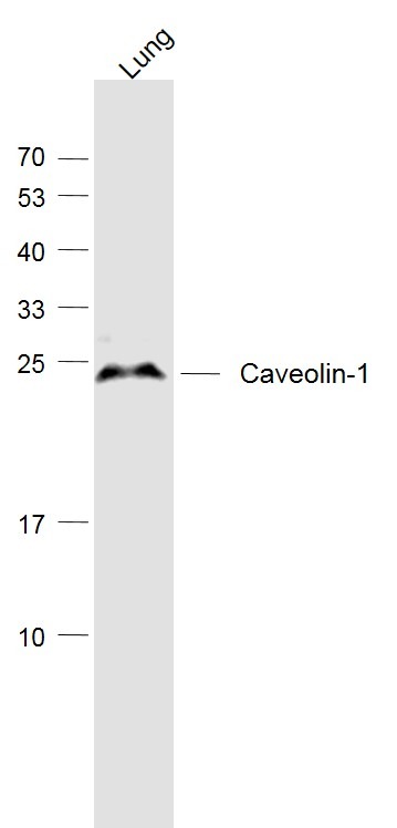 Anti-CAV1 Polyclonal Antibody