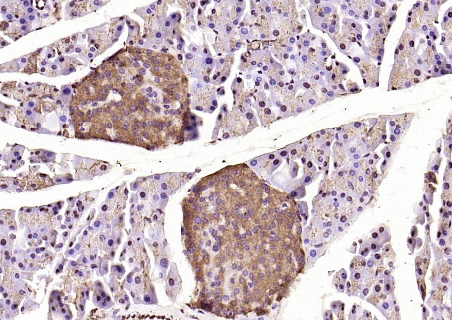 Anti-Caspase-9 Polyclonal Antibody 2