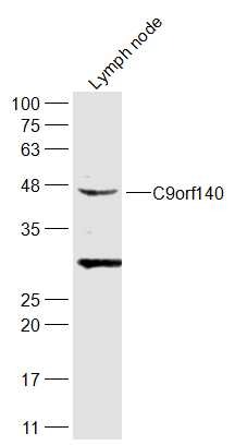 Anti-C9orf140 Polyclonal Antibody