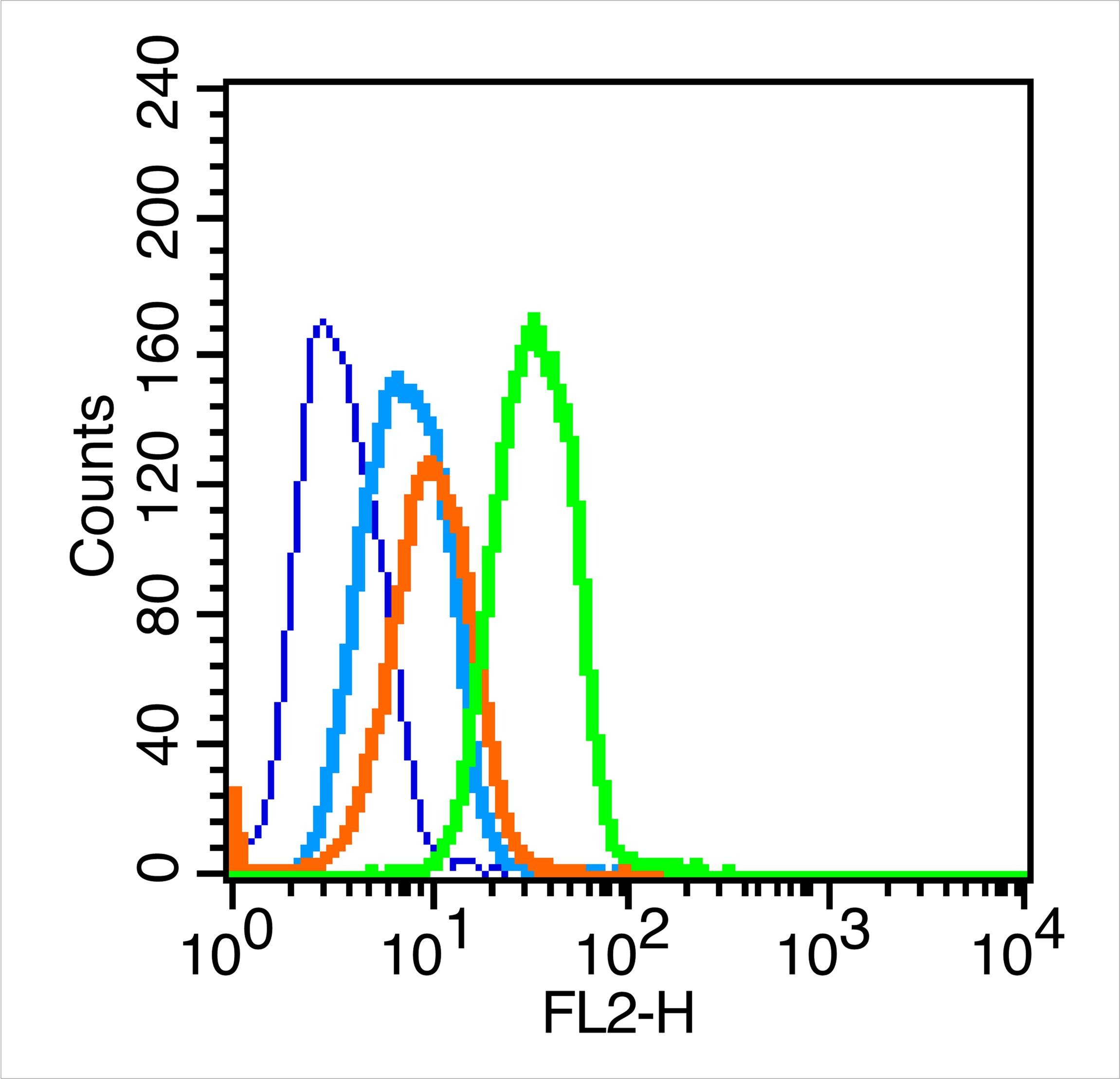 Anti-Caspase-8 Polyclonal Antibody
