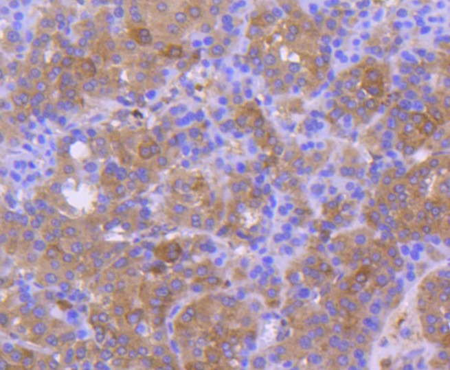 Anti-Calnexin Antibody (2Z111)