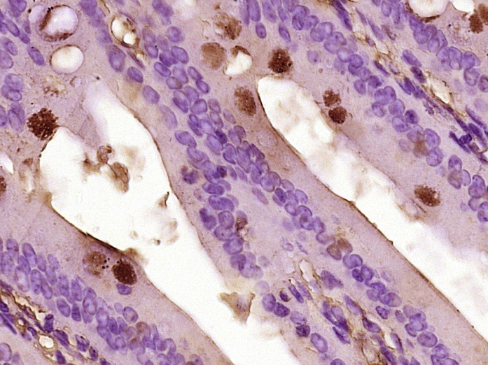 Anti-CCL26 Polyclonal Antibody