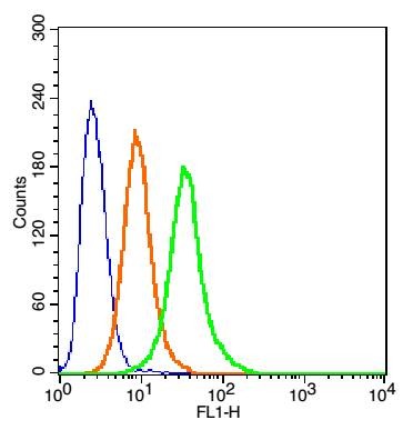 Anti-Calnexin Polyclonal Antibody