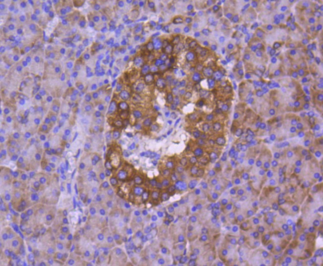 Anti-Calnexin Antibody (2Z111)