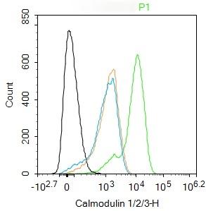Anti-CALM1 Polyclonal Antibody