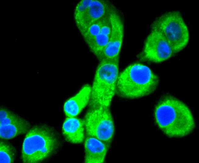 Anti-Calnexin Antibody (2Z111)