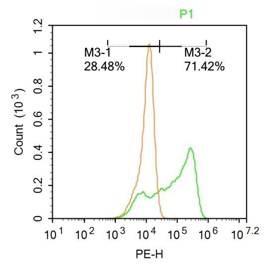 Anti-CCL26 Polyclonal Antibody