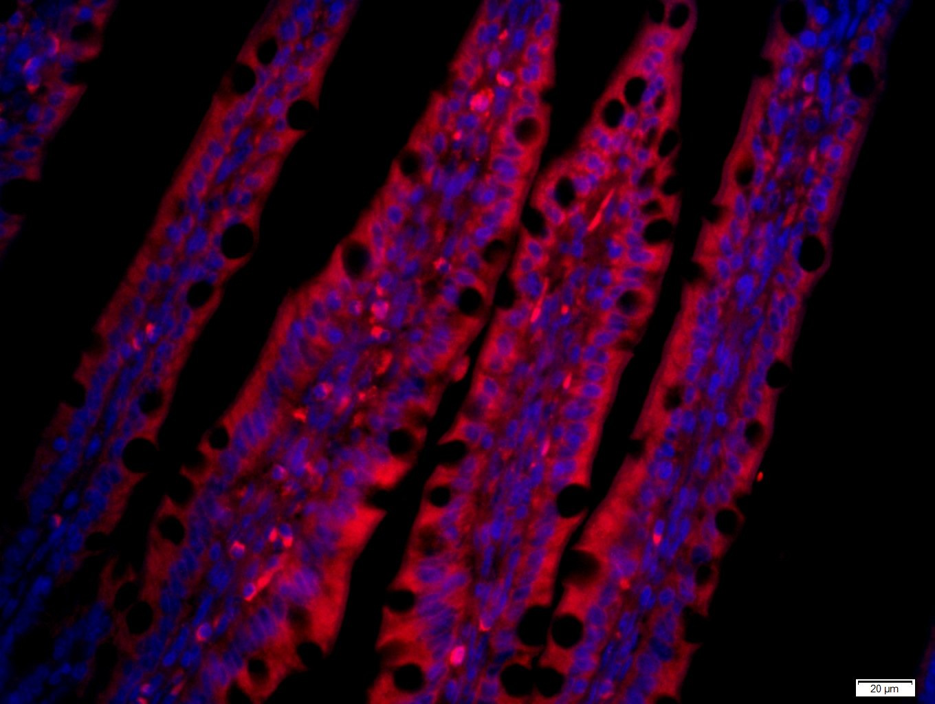Anti-CCL25 Polyclonal Antibody