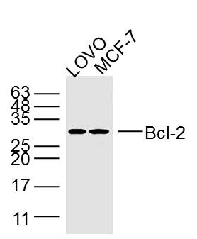 Anti-BCL2 Antibody (2P100)