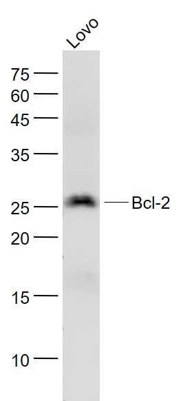 Anti-BCL2 Antibody (2P100)