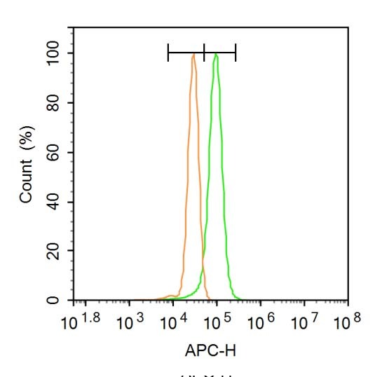 Anti-ATG5 Polyclonal Antibody