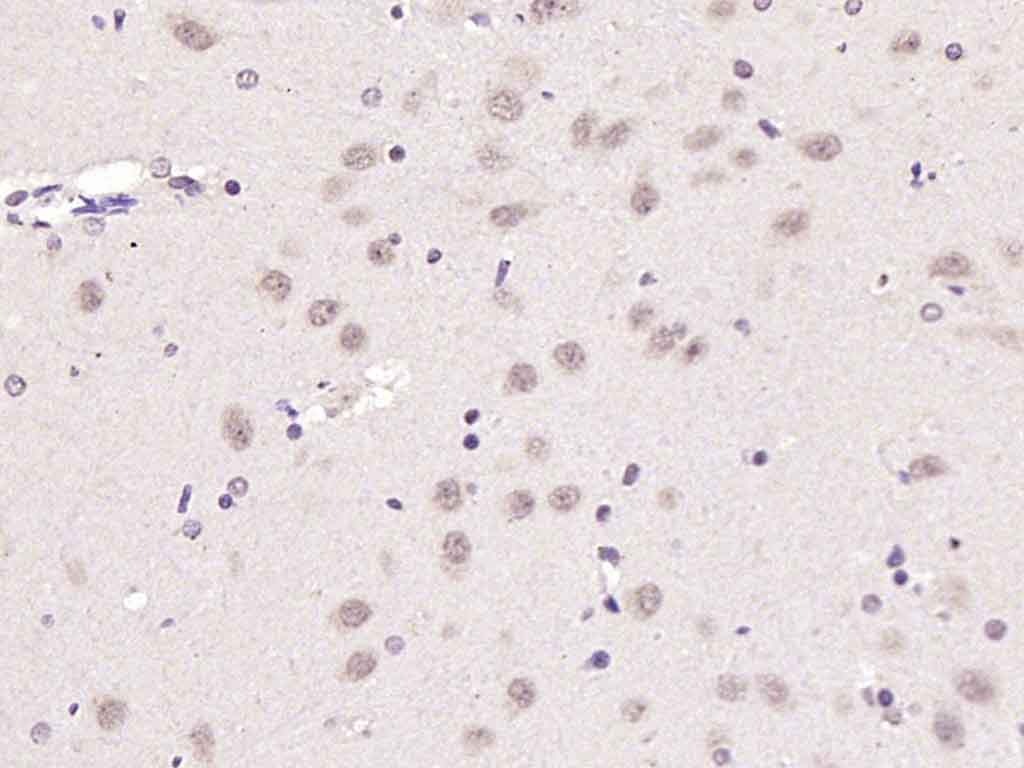 Anti-ATF-6 Polyclonal Antibody