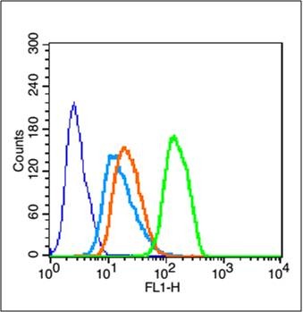 Anti-ATF-4 Polyclonal Antibody