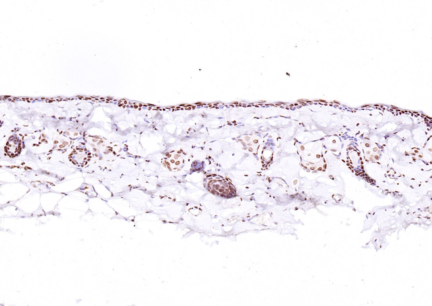 Anti-ATF-4 Polyclonal Antibody