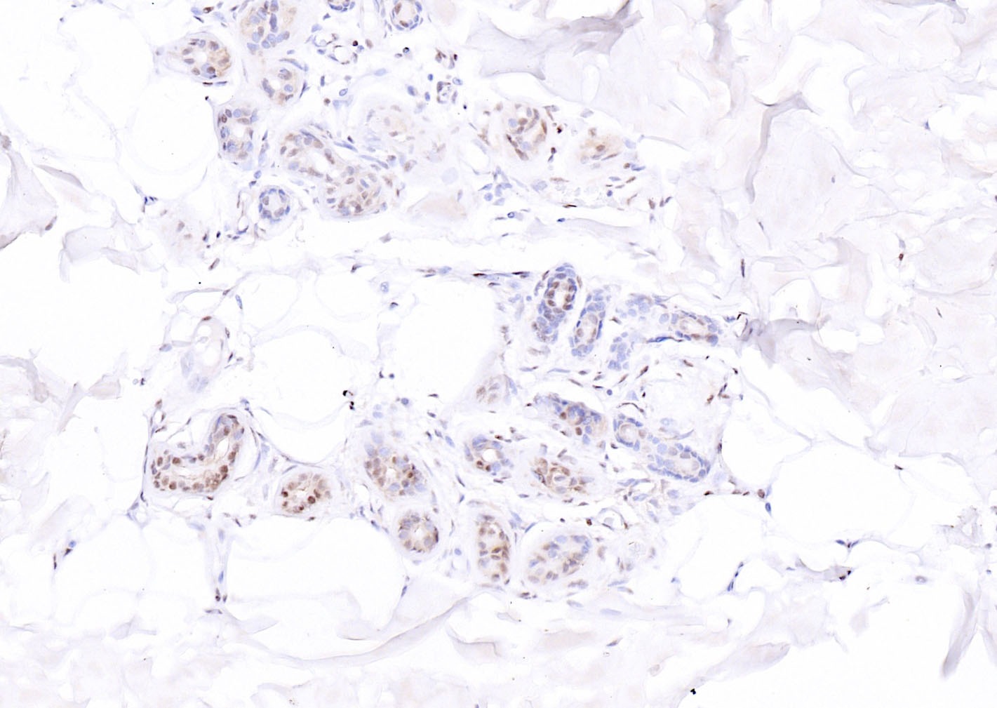 Anti-ATF-4 Polyclonal Antibody