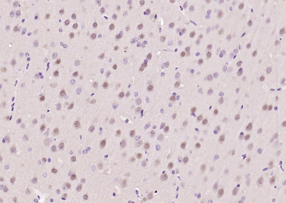 Anti-ATF-6 Polyclonal Antibody
