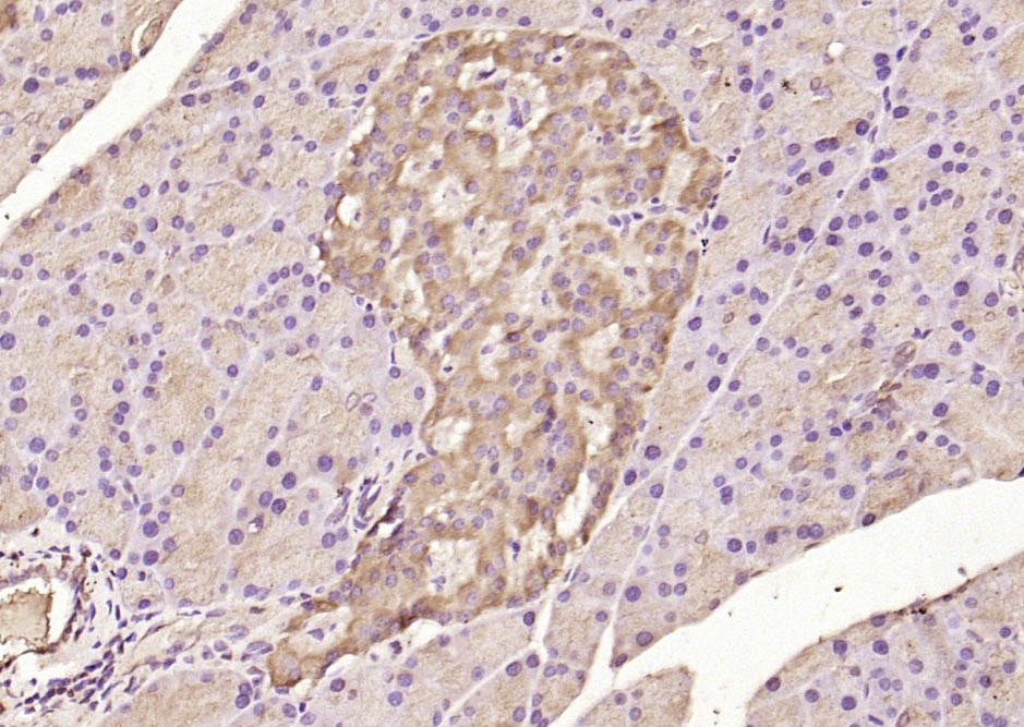 Anti-ATF-6 Polyclonal Antibody