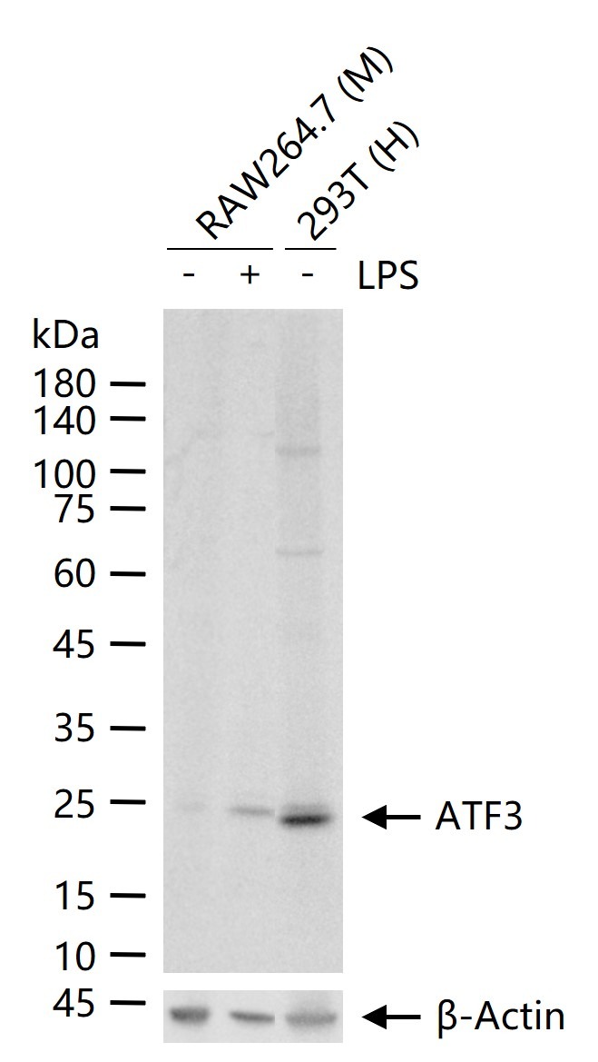 Anti-ATF-3 Polyclonal Antibody