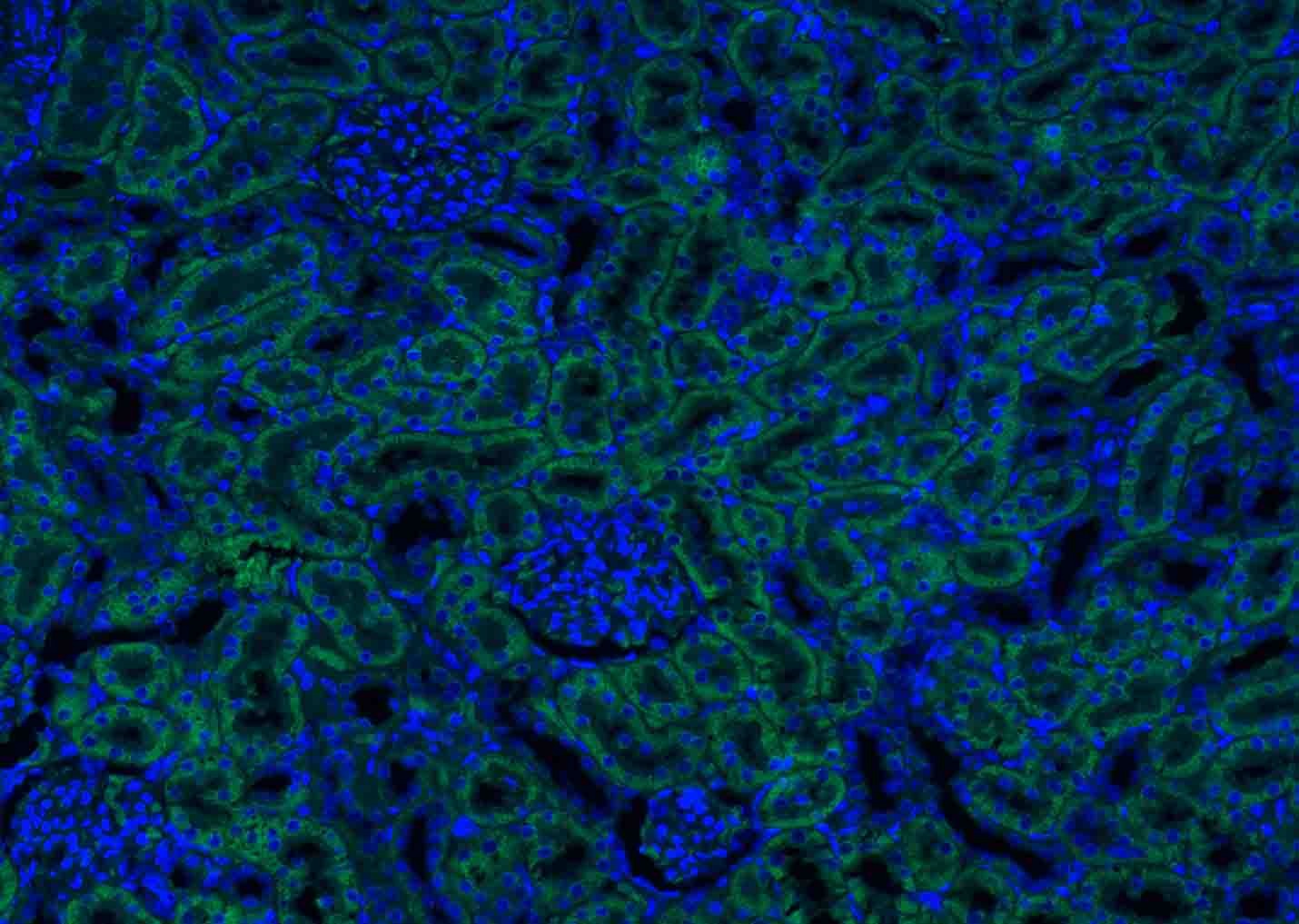 Anti-ATG5 Polyclonal Antibody