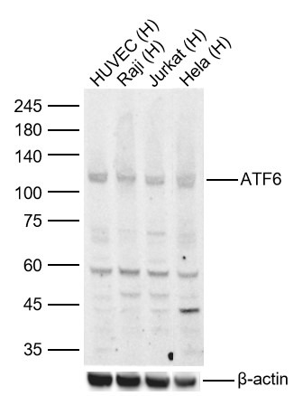 Anti-ATF-6 Polyclonal Antibody 2