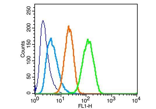 Anti-ATG1 Polyclonal Antibody