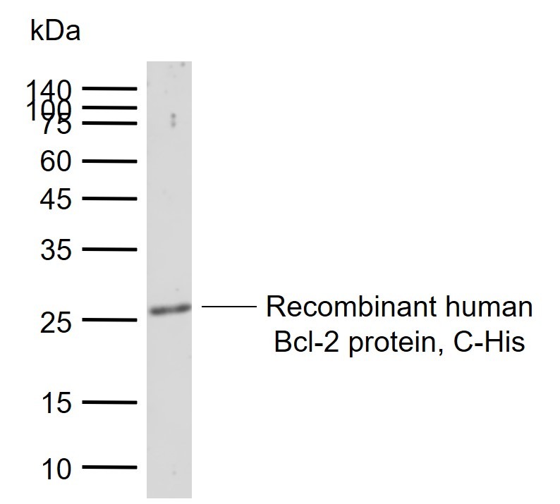 Anti-BCL2 Polyclonal Antibody 2