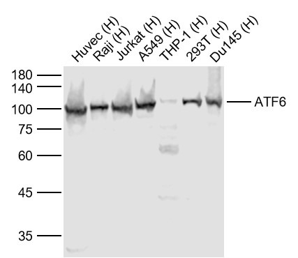 Anti-ATF-6 Polyclonal Antibody