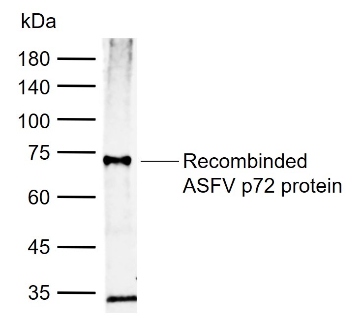 Anti-ASFV p72 Polyclonal Antibody