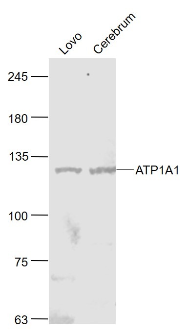 Anti-ATP1A1 Polyclonal Antibody