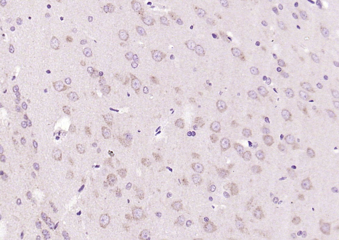 Anti-APAF1(NT) Polyclonal Antibody