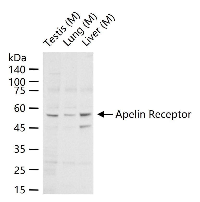 Anti-Apelin Receptor Polyclonal Antibody
