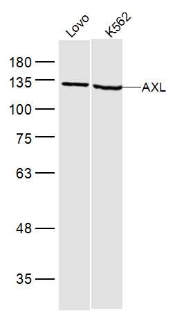 Anti-AXL Polyclonal Antibody