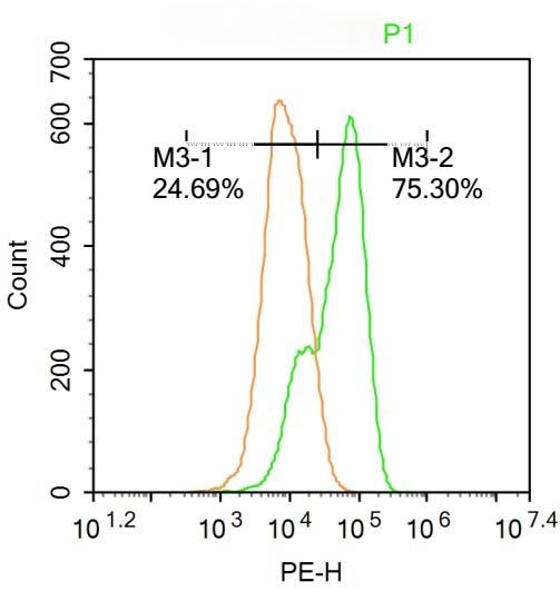 Anti-APAF1(NT) Polyclonal Antibody