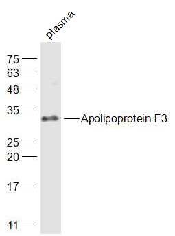 Anti-Apolipoprotein E/APOE3 Polyclonal Antibody