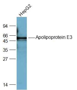 Anti-Apolipoprotein E/APOE3 Polyclonal Antibody