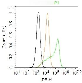 Anti-ATP7A Polyclonal Antibody