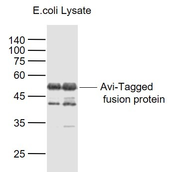 Anti-Avi Tag Antibody (5J558)