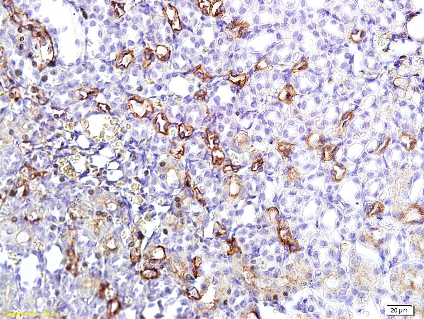 Anti-Aquaporin-1/AQP1 Polyclonal Antibody