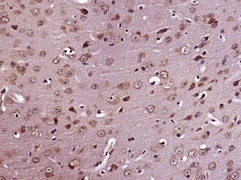Anti-Apolipoprotein E/APOE4 Polyclonal Antibody