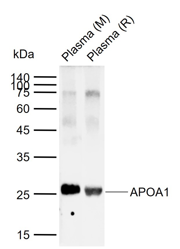 Anti-Apolipoprotein A-I/APOA1 Polyclonal Antibody