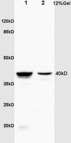 Anti-ANXA1 Polyclonal Antibody