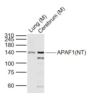 Anti-APAF1(NT) Polyclonal Antibody