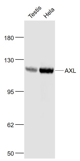 Anti-AXL Polyclonal Antibody