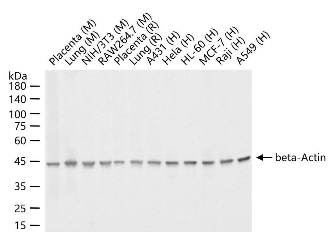 Beta-Actin Loading Control Antibody (1W773)