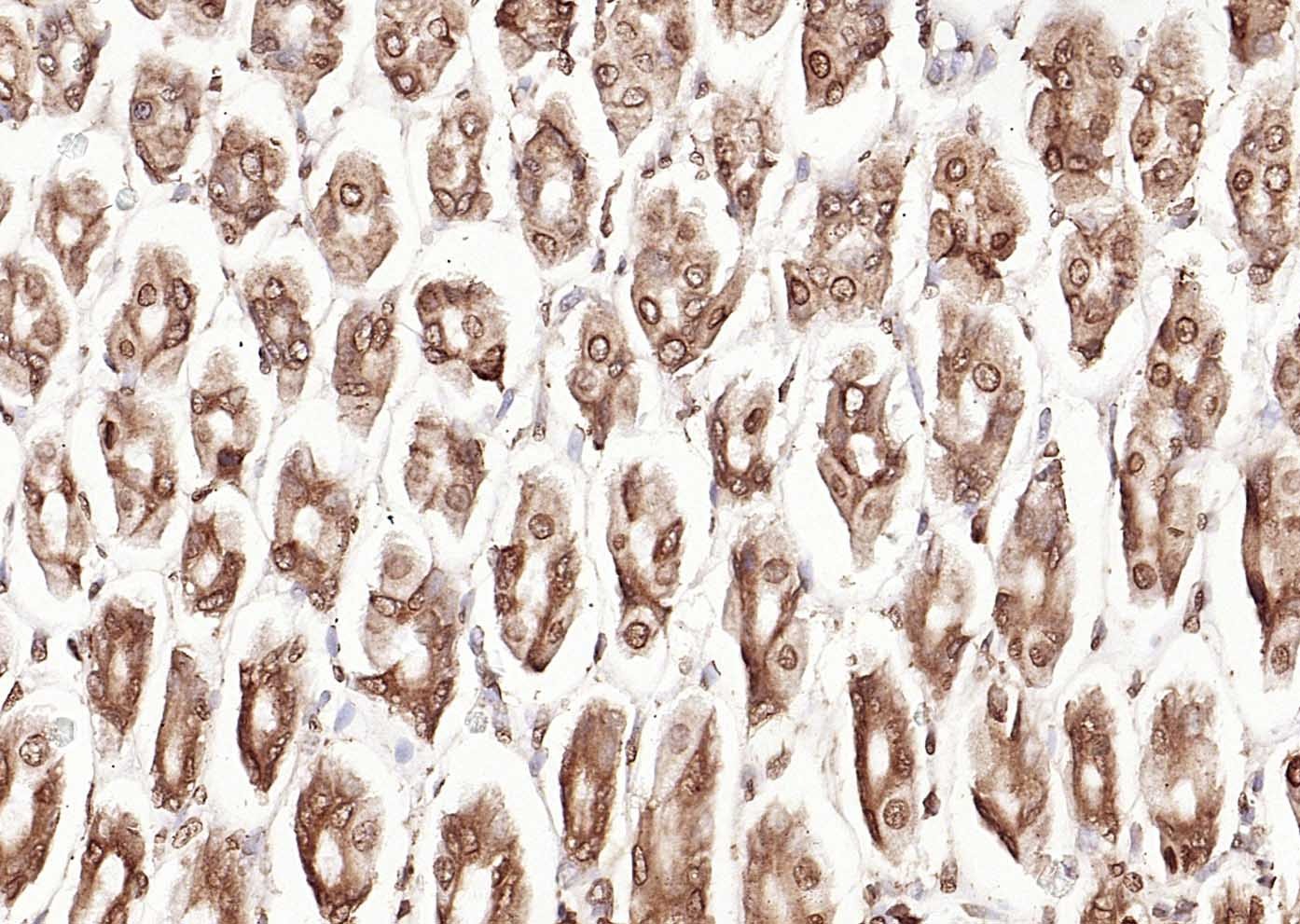 Anti-Calreticulin Antibody (6Q988)