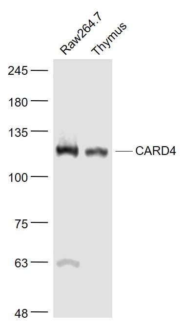 Anti-CARD4 Polyclonal Antibody